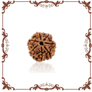 7 Mukhi Rudraksha Nepal Manikyaa