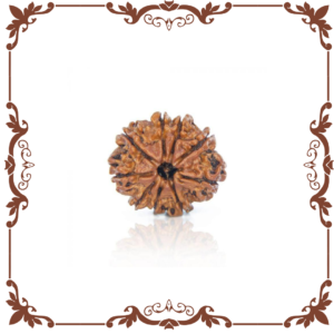 8 Mukhi Rudraksha Nepal Manikyaa