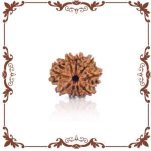 10 Mukhi Rudraksha Nepal Manikyaa