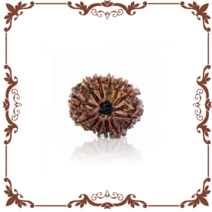 11 Mukhi Rudraksha Nepal Manikyaa